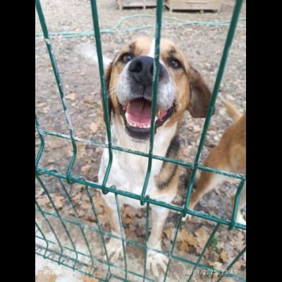 BENNY LA DOLCEZZA, CAGNOLINO BEAGLE ADOZIONE - Foto 5