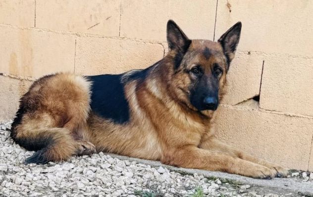 JACK 2 ANNI PASTORE TEDESCO PURO E’ IN CANILE - Foto 5