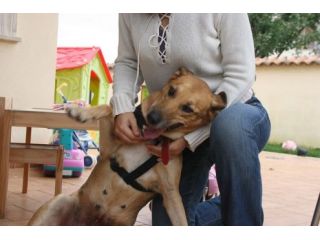 BEAR E LAIKA, due cagnoloni speciali