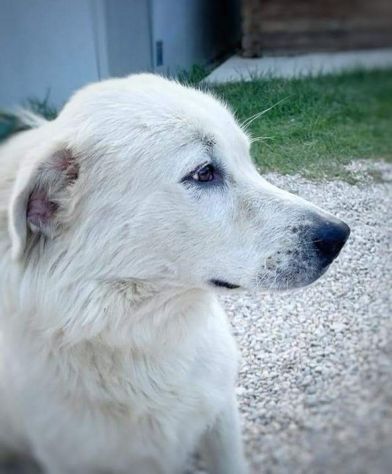 GIOVANE CANE IN ADOZIONE, DOLCISSIMO