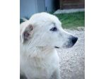 GIOVANE CANE IN ADOZIONE, DOLCISSIMO