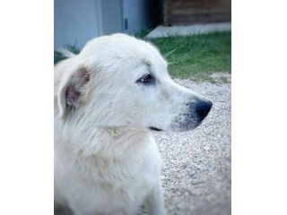 GIOVANE CANE IN ADOZIONE, DOLCISSIMO