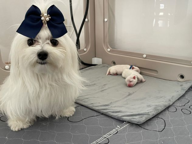 Cuccioli di Maltese con Pedigree ENCI – La Casa dei Maltesi (Cuneo) - Foto 3