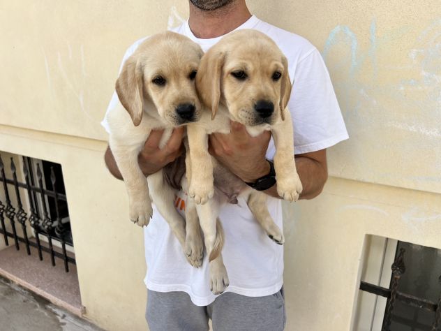 Cuccioli di Labrador Retriever - Foto 2