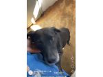 MOZART 15 KG DI BONTÀ CAGNOLINO IN ADOZIONE