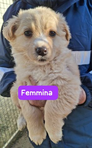 CUCCIOLI 2 MESI taglia media - Foto 4