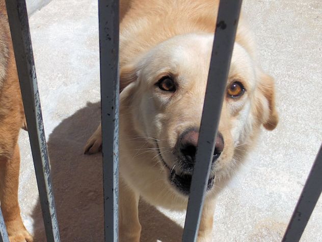 Blanca dolcissima mix golden labrador - Foto 2