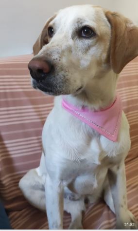 Mix Segugia/Setter 5anni mollata 2anni fa.ROMA - Foto 4