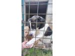 PETRA IL DOLORE DELL' ANIMA CAGNOLINA IN ADOZIONE