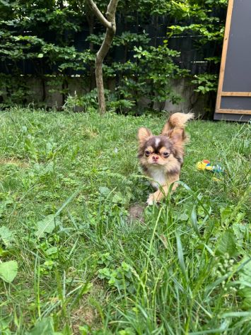 Chihuahua - Foto 3
