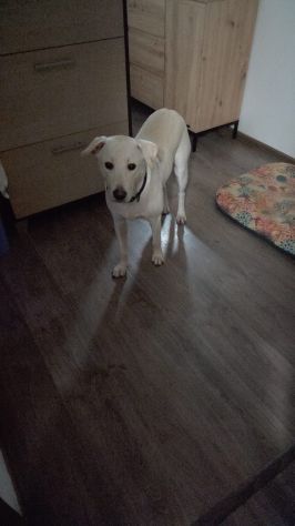 GIGI, 1 ANNO (25/04/25), ADOTTATO MESI FA E RIPORTATO IN CANILE SENZA SCRUPOLI - Foto 5