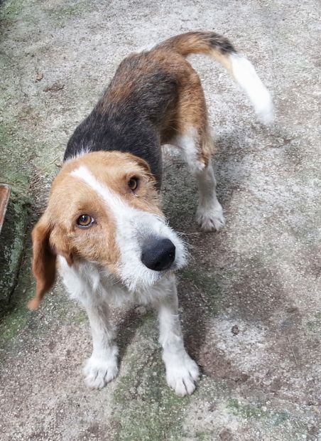JOHN, dolce ed affettuoso - Foto 4