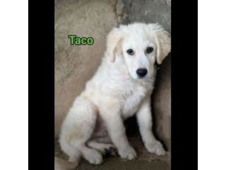 TICO E TACO MERAVIGLIE DI CUCCIOLI IN ADOZIONE