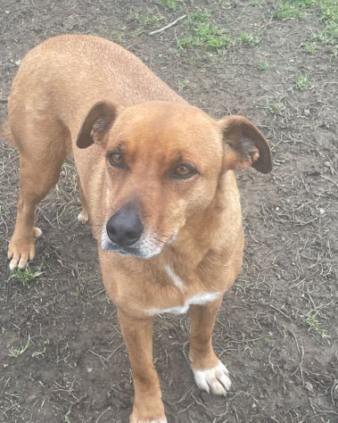MELODY: SPLENDIDA CAGNOLINA DA ADOTTARE !!! - Foto 2