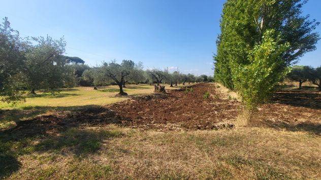 TERRENO AGRICOLO RIF. T1/2494 - Foto 3