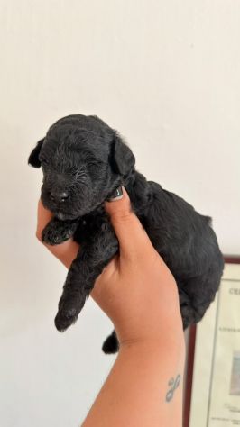 Vendo animali - Foto 5