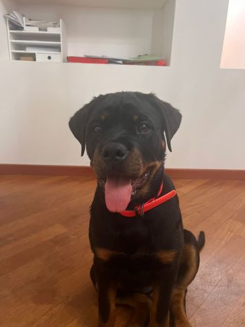 Cuccioli Rottweiler ultimo cucciolo PREZZO SPECIALE