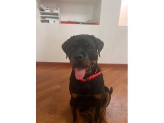 Cuccioli Rottweiler ultimo cucciolo PREZZO SPECIALE