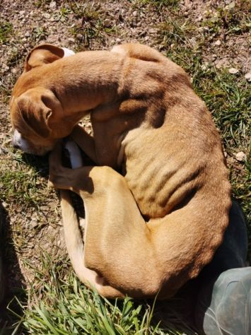 Ambra dolcissima simil pitbull adozione urgente
