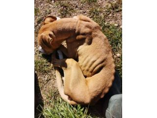 Ambra dolcissima simil pitbull adozione urgente
