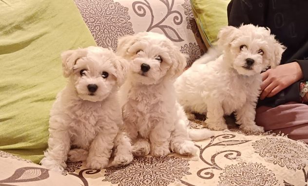 Cuccioli bichon frisee - Foto 2
