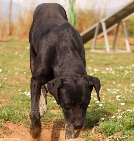 Black Jack un cane vincente - Foto 7