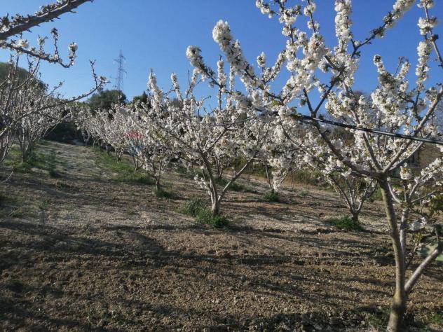 Terreno in vendita a Caltagirone - Foto 14