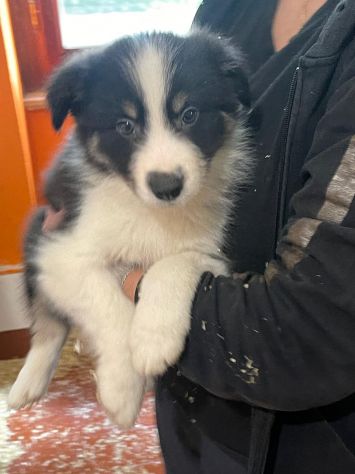Cuccioli Border Collie di alta genealogia - Foto 3
