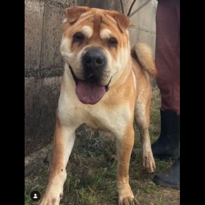 ROCCO SPLENDIDO SHAR PEI CANE IN ADOZIONE - Foto 2