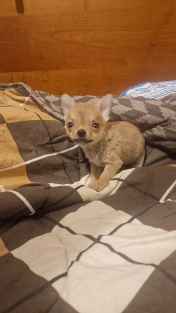 Chihuahua pelo corto - Foto 3