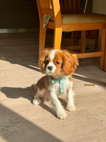 Cavalier King (con pedigree) - Foto 4