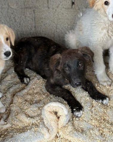 TIGROTTO ADORABILE CUCCIOLO IN ADOZIONE - Foto 7