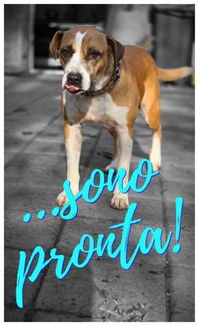 MALAWI, ADORABILE CAGNOLINA IN ADOZIONE - Foto 5