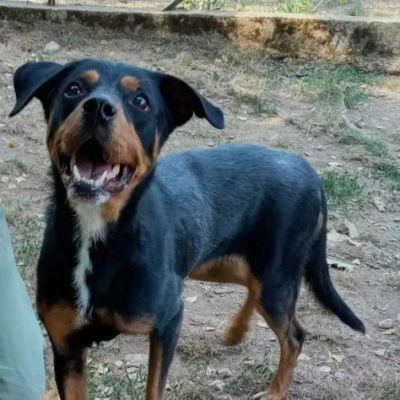CORA CAGNOLINA IN ADOZIONE - Foto 3