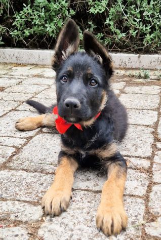 EVITIAMO IL CANILE A IGOR! - Foto 5