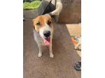Bubino