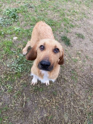 CHESTER SIMIL SPINOCINO CANE IN ADOZIONE TG MEDIO CONTENUTA - Foto 6