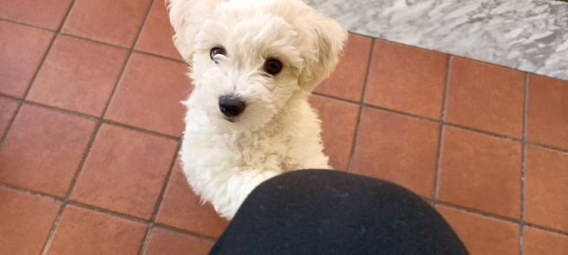 Cuccioli bichon frisee - Foto 3