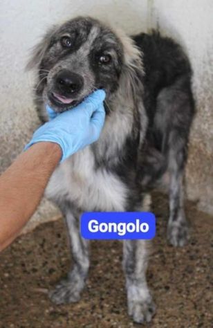 DOTTO-GONGOLO-MAMMOLO giovani tg grande - SUD - Foto 3