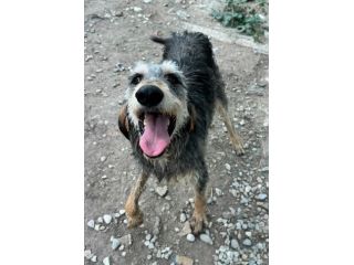 Porthos 5 anni taglia media