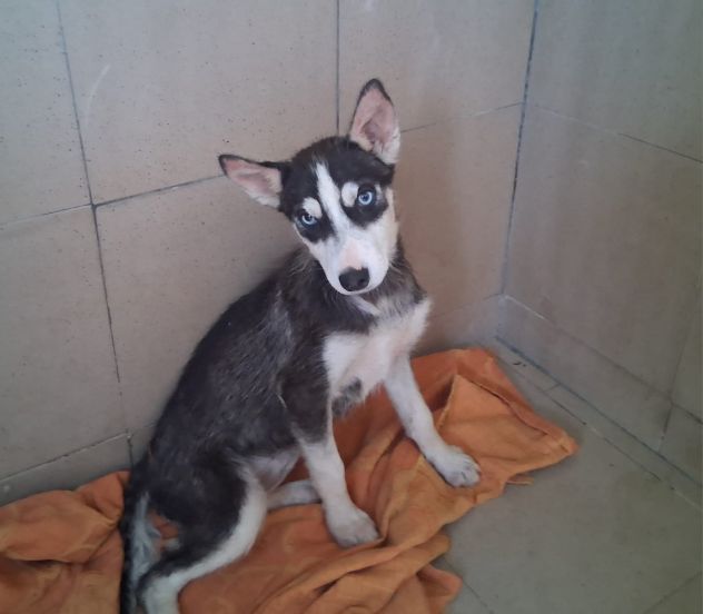 Simil husky in adozione - Foto 2