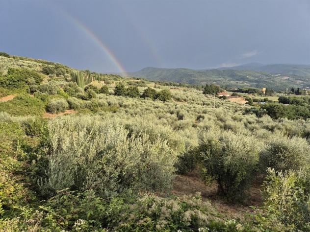 TERRENO VENDESI OLIVETA DI 780 OLIVI CON RIMESSA , POSSIBILITA' LUCE E ACQUA - Foto 4