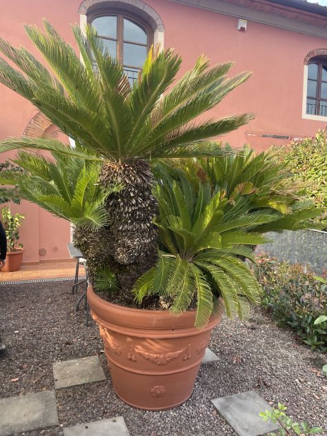 Grande Cycas Revoluta ornamentale adulta - Foto 6