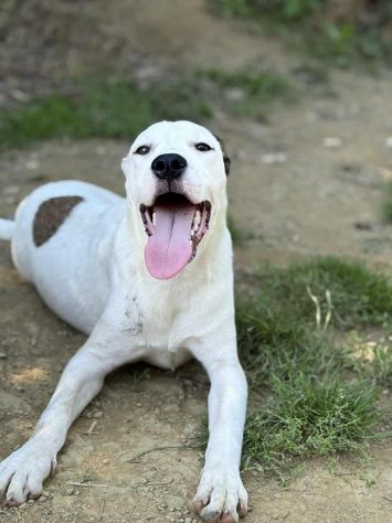 BALINA, cucciola mix DOGO ARGENTINO. Tenerissima!! - Foto 4