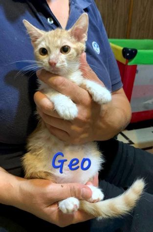 Gattini meravigliosi cercano famiglia - Foto 2