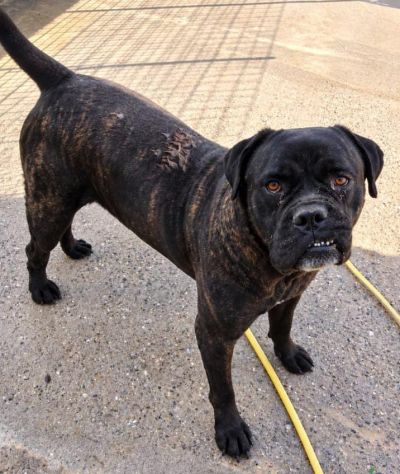 ERCOLE CANE CORSO TIGRATO 7 ANNI - Foto 3