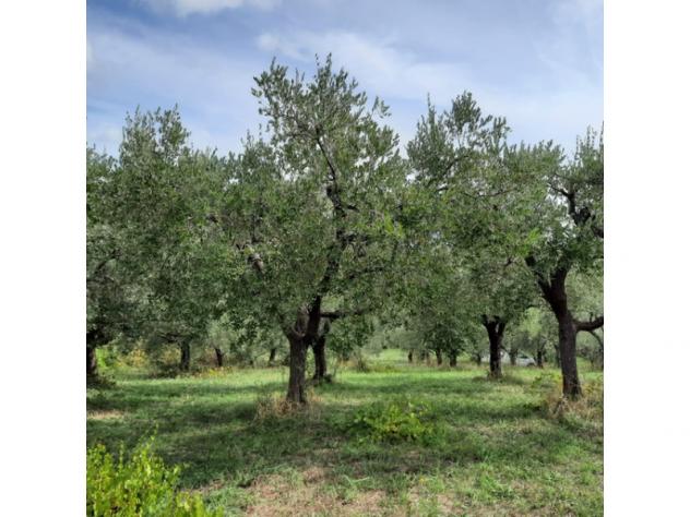 Agricolo in Secondo Stradone Muti - Foto 2