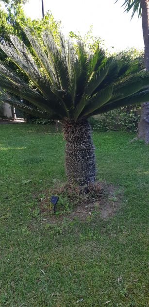 Cycas grande