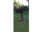 Cycas grande
