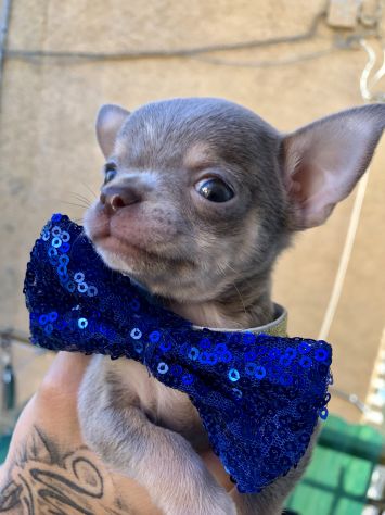 Chihuahua femmina e maschio - Foto 6